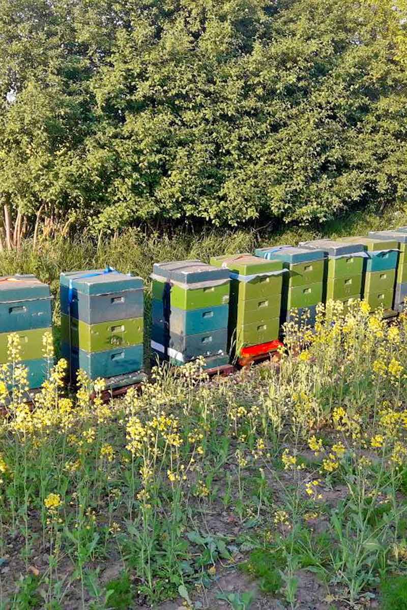 Bienenvölker im Raps (c) Imkerei Northoff 28879 Mölln